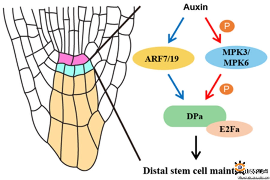山东大学丁兆军教授团队揭示生长素调控根尖干细胞微环境的新机制